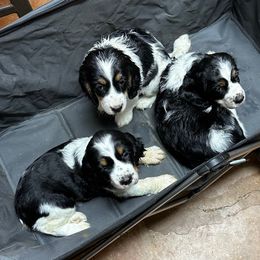 Girl 2 - Black white and tan female English Springer Spaniel puppy in Godley, Texas from Legacy Springer Spaniels