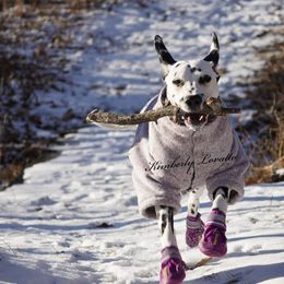 Basset Hound and Dalmatian Puppies from Lazy B Bassets and Dalmatians