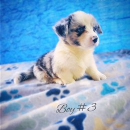 Boy 3 - Blue merle and white male Cardigan Welsh Corgi puppy in Natchitoches. La, Louisiana from Bleu Bayou Corgis