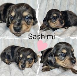 Sashimi - Dapple female Dachshund puppy in Lakeland, Florida from Buckwild Doxies