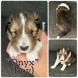 Boy 2 - Sable and white male Shetland Sheepdog puppy in Aumsville, Oregon from Porter Creek Kennels