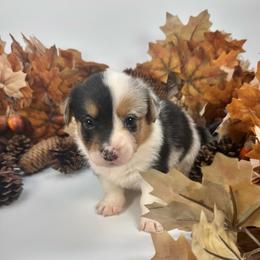 Sundae - Blue merle and white female American Corgi puppy in Waskom, Texas from Piney Woods Corgis