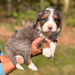 Heisman - Blue merle male Bernedoodle puppy in Sugarcreek, Ohio from Cuddly Companion Doodles