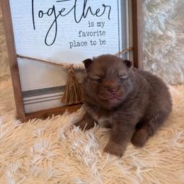 Female 1 - Chocolate female Pomsky puppy in Bucyrus, Missouri from Hill Top Pomskies