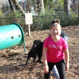 Poodle Puppies from Simply Standard Poodles