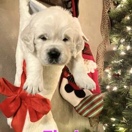 Girl 1 - Light golden female Golden Retriever puppy in Osceola, Iowa from Healing Hearts Therapy Goldens