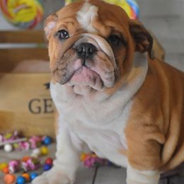 Bulldog Puppies from Dampier Bulldogs Mo