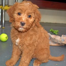Haggy - Apricot female Goldendoodle puppy in Jasper, Indiana from Hilltop Pups LLC