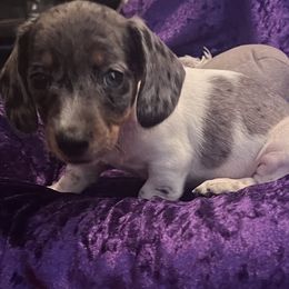 Looks to be Tea Cup Size Stan  Gorgeous BLUE eyes Dapple - Dapple male Dachshund puppy in Tarrant County, Texas from Louis' Litters