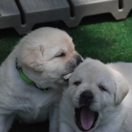 French Bulldog and Labrador Retriever Puppies from Gainesfield Labradors