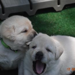French Bulldog and Labrador Retriever Puppies from Gainesfield Labradors