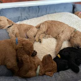 Poodle Puppies from Aschenputtel Poodles