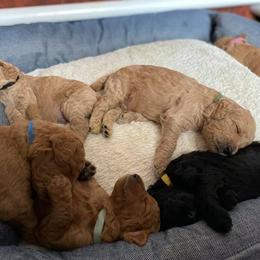 Poodle Puppies from Aschenputtel Poodles