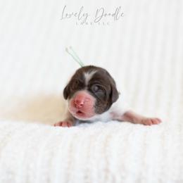 Aqua Collar Girl - Chocolate female Australian Labradoodle puppy in Thousand Oaks, California from Lovely Doodle Lane