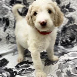 Goldendoodles from Cooper Doodle