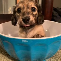 Dachshund Puppies from Sugarbakers Kennel