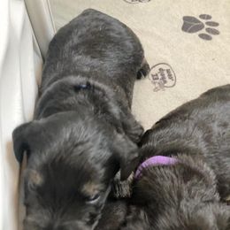 Miniature Schnauzer Puppies from Del Sol Miniature Schnauzers