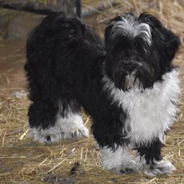 Havanese and Newfoundlands from Bydand Newfoundlands