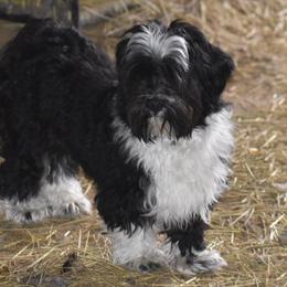 Havanese and Newfoundlands from Bydand Newfoundlands