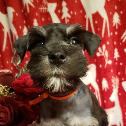 Miniature Schnauzer Puppies from Mountain View Schnauzers