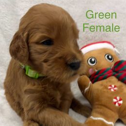 Girl 2 - Red  female Goldendoodle puppy in Etowah, North Carolina from Lance Doodle Farm