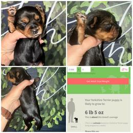 Ollie - Black and gold male Morkie puppy in Cleveland, Tennessee from Moody’s Morkies and More