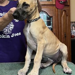 Great Dane Puppies from Hladik Great Danes