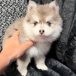 Shadow - Merle male Pomsky puppy in Saint Joseph, Missouri from Pomsky Pack & Co