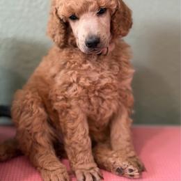 Aurora - Red  female Poodle puppy in Brooksville, Florida from Ariella Standard Poodles & Chinese Cresteds
