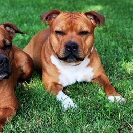 Staffordshire Bull Terriers from Spitfire 81 Staff's