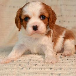 Cavalier King Charles Spaniel Puppies from Nine Mile Cavaliers