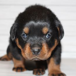 Pink girl - Black and mahogany female Rottweiler puppy in Grass Valley, California from Vom Haus Flores