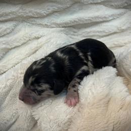 Boy 2 - Black and white male Aussiedoodle puppy in Bellevue, Iowa from Easton L