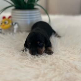 Daisy - Black and tan female Dachshund puppy in Menifee, California from Dachshunds in SoCal