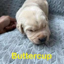 Buttercup - Yellow female Labrador Retriever puppy in Noxon, California from Blockhead Blessings