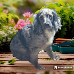 Stacy - Cockapoo