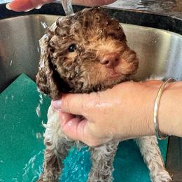 Lagotto Romagnolo Puppies from Lagotti di Mesilla