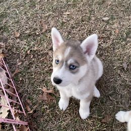 Pomsky Puppies from JsPomskies