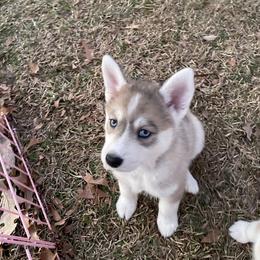 Pomsky Puppies from JsPomskies