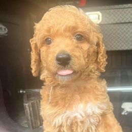 Muffin - Apricot Goldendoodle puppy in Byron, Minnesota from Midwestern Doodles