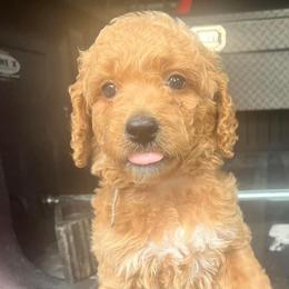 Muffin - Apricot Goldendoodle puppy in Byron, Minnesota from Midwestern Doodles