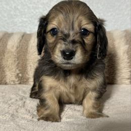 Donna - Wild boar and cream female Dachshund puppy in Gold Canyon, Arizona from Silverking Kennels