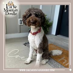 Coco - Double Doodle