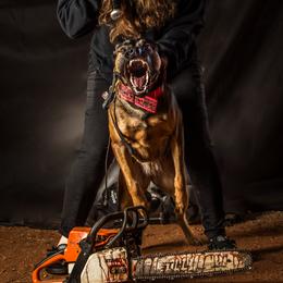 Nazgul - Belgian Malinois