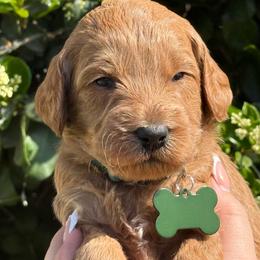 Green collar Linus - Apricot male Goldendoodle puppy in Fontana, California from Grammy's Puppy Love doodles and poodles