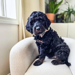 Atticus - Phantom male Bernedoodle puppy in Gaylord, Michigan from Dog Mom Co. Doodles