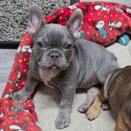 Phoenix - Tricolors female French Bulldog puppy in Yellowstone County, Montana from JNS Frenchies