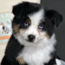 Miniature Australian Shepherds and Toy Australian Shepherds from Bar C Toy & Mini Aussies