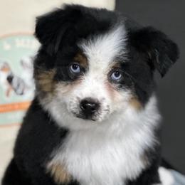 Miniature Australian Shepherds and Toy Australian Shepherds from Bar C Toy & Mini Aussies