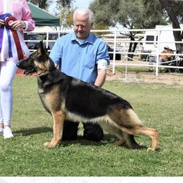 Betty - German Shepherd